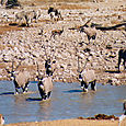 ETETOSHA  POINT D'EAU ORYX