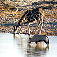 GIRAFE ET ORYX