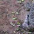 SERPENT2