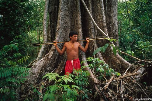 53180-Yanomami_107230