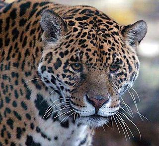 Jaguar