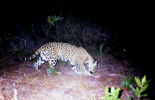 Jaguar_mexique