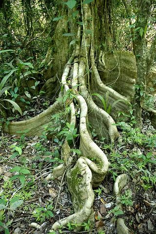 Ceiba