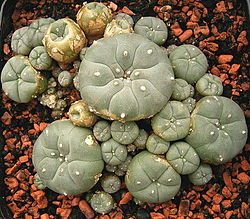 250px-Lophophora_williamsii_ies