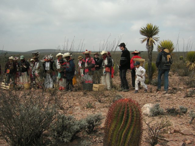 Phoca_thumb_l_Pelerinage_huichol-cueillette peyotl