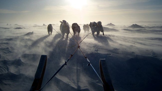 446217-inuit-sled-dogs