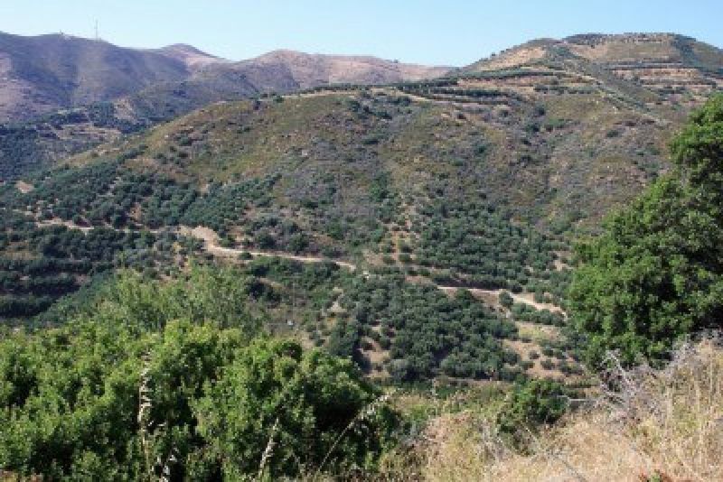 10061453-paysage-de-montagne-en-crete-avec-des-champs-d-39-oliviers