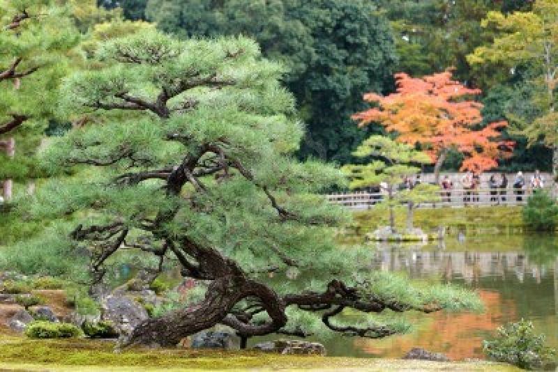 12946386-pin-tordu-dans-le-jardin-zen-japonais-kyoto