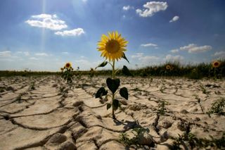 Tournesol desert