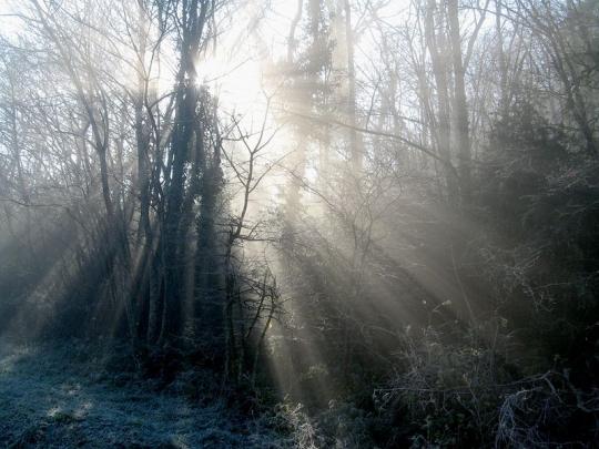 Brume-bois-hiver-serverin-rhone-903711