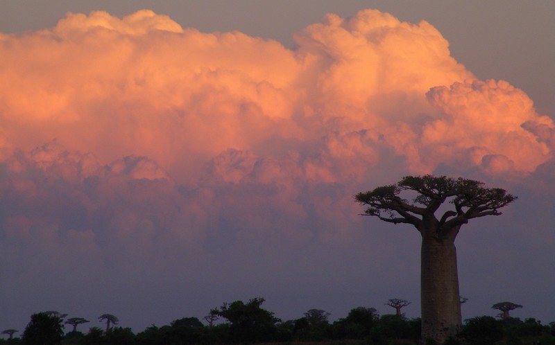 Baobab_sous_nuage_rose