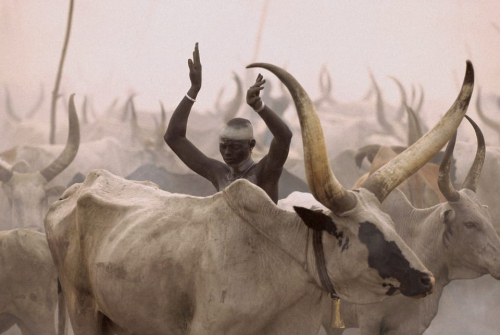 Dinka-8_oylibu