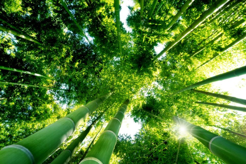 Parc des Impressionnistes : toile d'araignée prenant le soleil