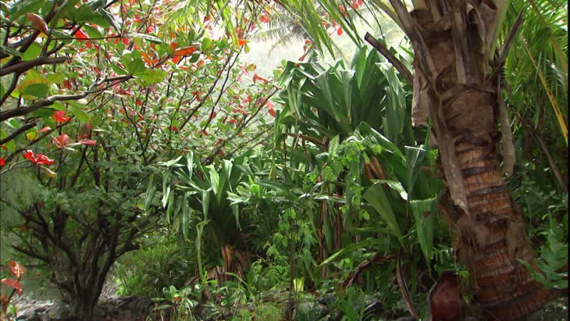 848974783-kauai-tropical-rainforest-vegetation