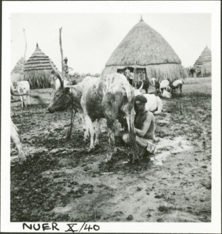 Nuer_a-woman-milking-a-cow_evans-pritchard_july-1935