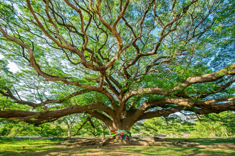 Animism-tree
