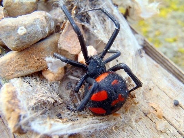 Trois frères laissent une araignée les piquer pour devenir Spider-Man