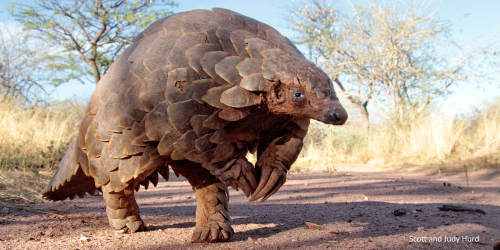 Pangolin