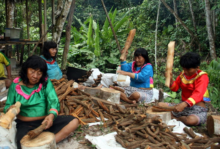 353_shipibo-woman-cutting-vine