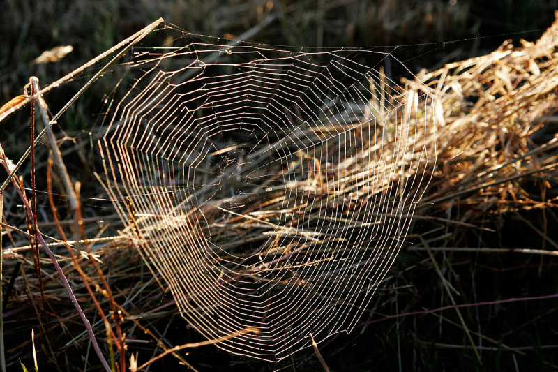 1200px-Dewy_web_at_dawn