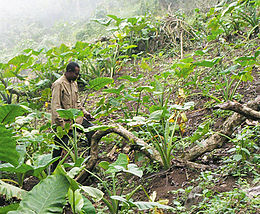 Bakweri_cocoyam_farmer_from_Cameroon