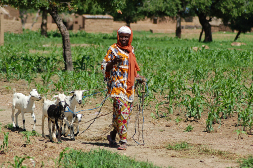 Asseta_Lompo_with_her_goats