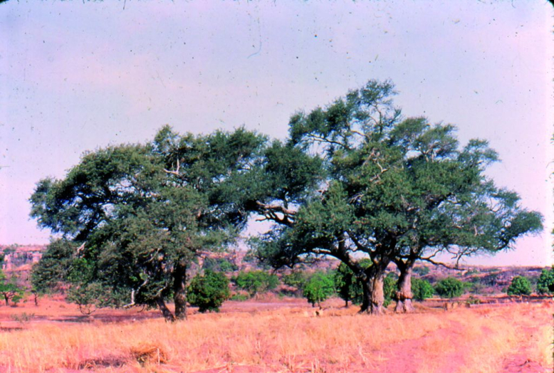 Acacia_albida478