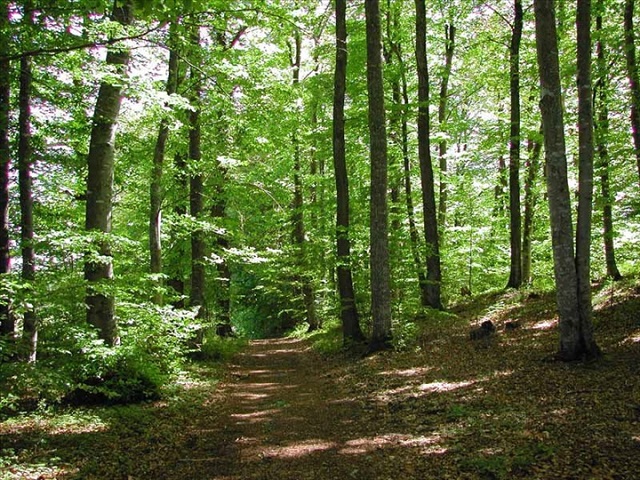 Foret-de-kua